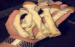 Buy Psilocybe Cubensis (Magic Mushrooms) - Image 2